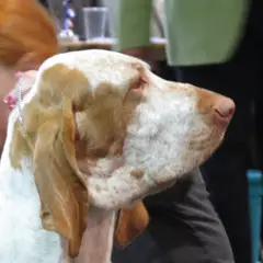Braco Italiano - Foto 9