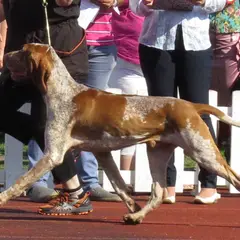 Braco Italiano - Foto 10
