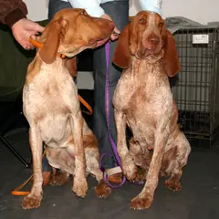 Braco Italiano - Foto 11