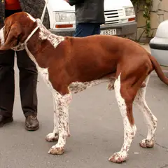 Braco Italiano - Foto 12