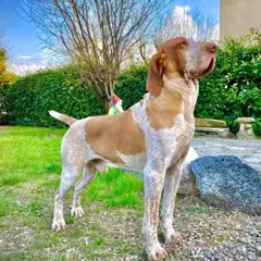Braco Italiano - Foto 13