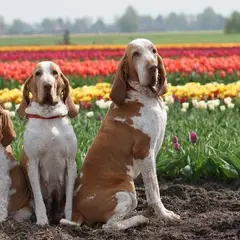Braco Italiano - Foto 14