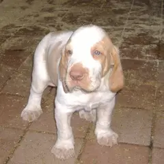 Braco Italiano - Foto 15