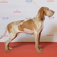 Braco Italiano - Foto 16