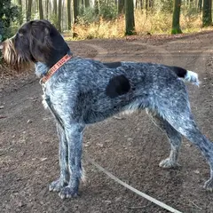Drahthaar - Foto 3