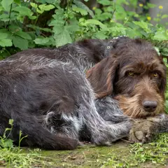 Drahthaar - Foto 4