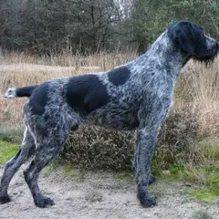 Drahthaar - Foto 1