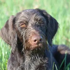 Drahthaar - Foto 12