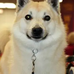 Buhund Norvégien - Photo 7