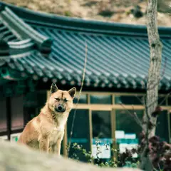 Koreaanse Jindo - Foto 5