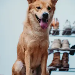 Koreaanse Jindo - Foto 8