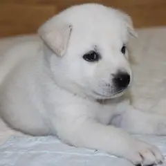 Koreaanse Jindo - Foto 9