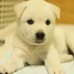Koreaanse Jindo - Foto 10