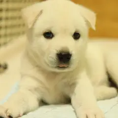 Koreaanse Jindo - Foto 11