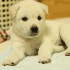 Koreaanse Jindo - Foto 13
