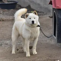 Koreaanse Jindo - Foto 14