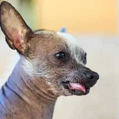 Chinese Crested Dog - Photo 2