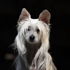 Chinese Crested Dog - Photo 3