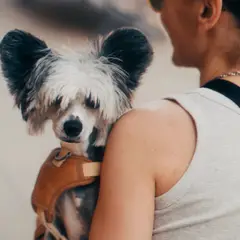 Chinese Crested Dog - Photo 4