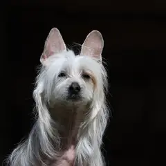 Chinese Crested Dog - Photo 5