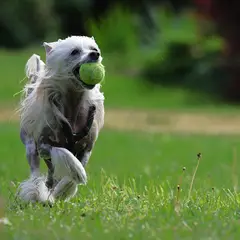 Chinese Crested Dog - Photo 6