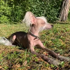 Chinese Crested Dog - Photo 7