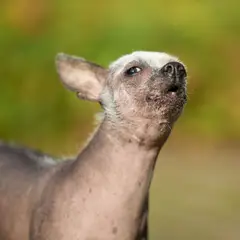 Chinese Crested Dog - Photo 8