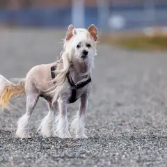 Chinese Crested Dog - Photo 9