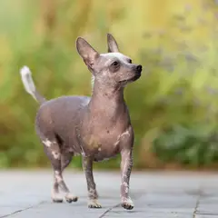 Chinese Crested Dog - Photo 10