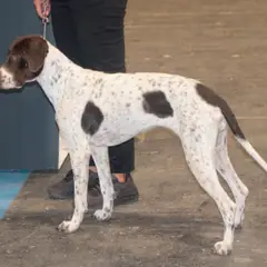 Antico cane da ferma danese - Foto 3