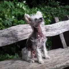 Chinese Crested Dog - Photo 11