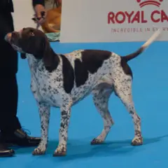 Antico cane da ferma danese - Foto 4