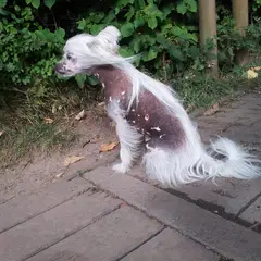 Chinese Crested Dog - Photo 12