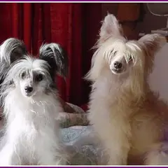 Chinese Crested Dog - Photo 13