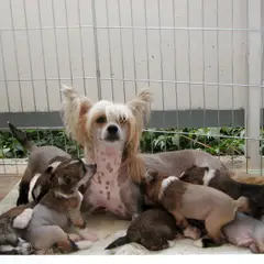 Chinese Crested Dog - Photo 14
