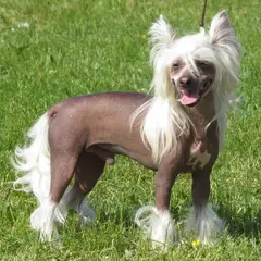 Chinese Crested Dog - Photo 15