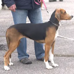 Cão de caça Finlandês - Foto 3
