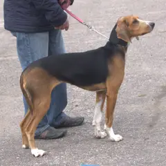 Cão de caça Finlandês - Foto 5
