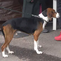 Cão de caça Finlandês - Foto 7