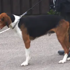 Cão de caça Finlandês - Foto 8
