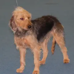 Cão de caça da Bósnia - Foto 2