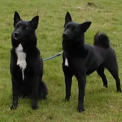 Buhund Norvégien - Photo 9