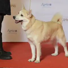 Buhund Norvégien - Photo 10