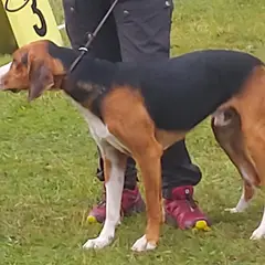 Cão de caça Finlandês - Foto 10