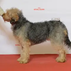 Cão de caça da Bósnia - Foto 3
