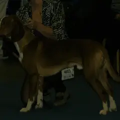 Segugio della Posavina - Foto 4