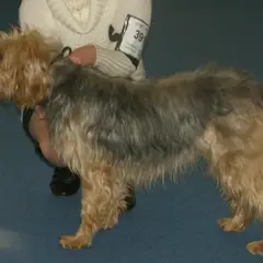 Cão de caça da Bósnia - Foto 4