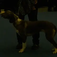 Segugio della Posavina - Foto 6