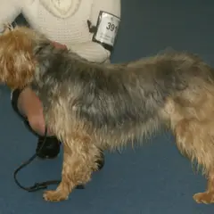 Cão de caça da Bósnia - Foto 5