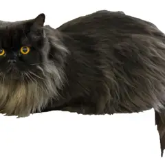British Longhair - Photo 2